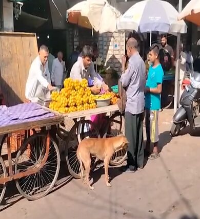 Ahmedabad Dog Feeding Ban